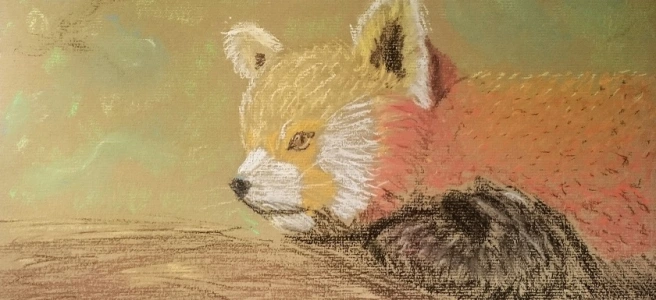 Red Panda in Chalk Pastel